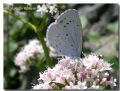 Celastrina argiolus